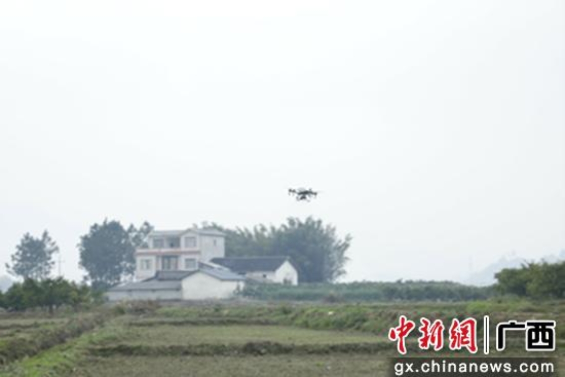广西桂林荔浦：春风十里农事忙 科技赋能乡村兴(图1)